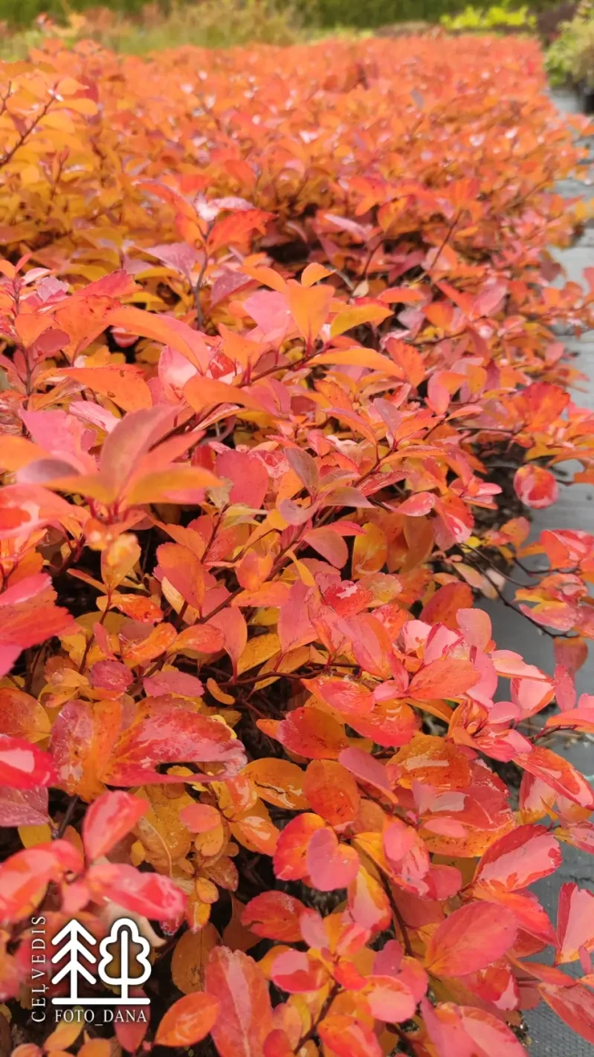 Spiraea betulifolia   'Tor'